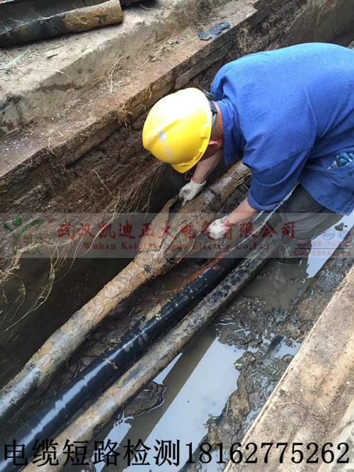 91国内产香蕉测试.jpg